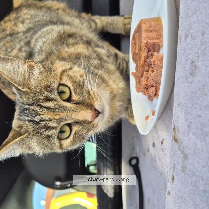 Photo 1/1 Chat trouvé Trouvé à Aubervilliers