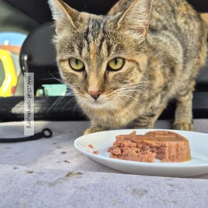 Photo 1/1 Chat trouvé Trouvé à Aubervilliers