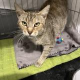 Photo de chat perdu à Etampes Sur Marne