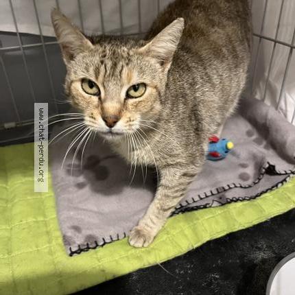 Photo 1/1 Sempa Chat perdu à Etampes sur marne