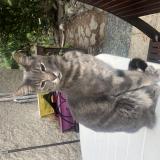 Photo de chat perdu à Cassis