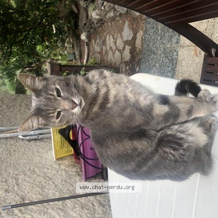 Photo 1/1 Chat retrouvé Perdu à Cassis