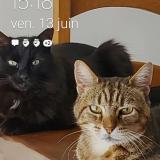 Photo de chat perdu à Le Louroux Beconnais