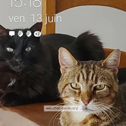 Photo 1/1 Riggs Chat perdu à Le louroux beconnais