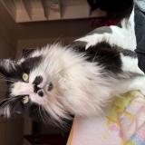 Photo de chat perdu à Daytona Beach