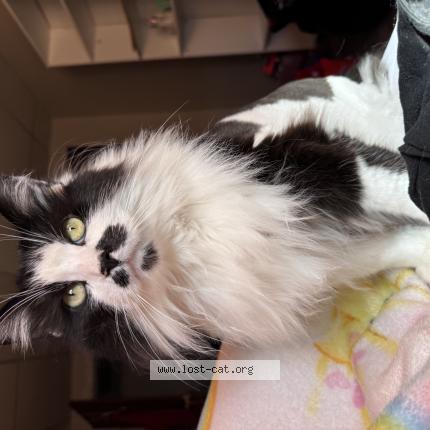 Photo 1/1 Rocky Chat perdu à Daytona beach