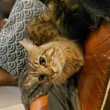 Photo de chat trouvé à Mantes La Jolie