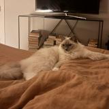 Photo de chat perdu à La Rochelle