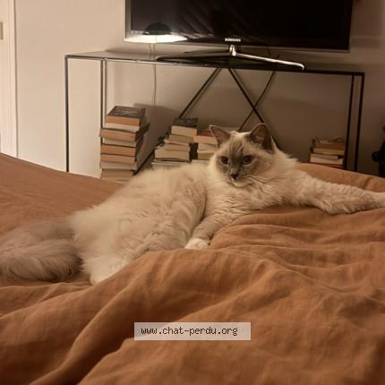 Photo 1/1 Chat retrouvé Perdu à La rochelle