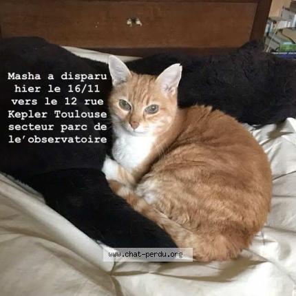 Photo 1/1 Chat retrouvé Perdu à Toulouse