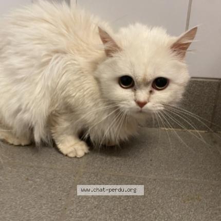 Photo 1/1 Minou Chat perdu à Forbach