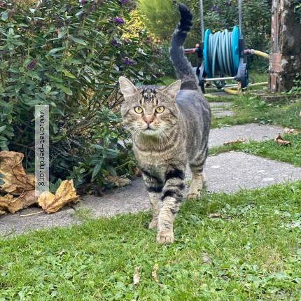 Photo 1/1 Gribouille Chat perdu à Bellevigny