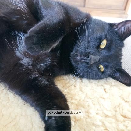 Photo 1/1 Chaman Chat perdu à Montcel