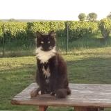 Photo de chat perdu à Montils