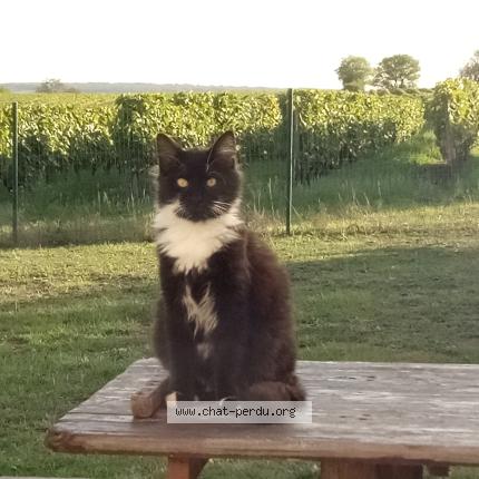 Photo 1/1 Hawaii Chat perdu à Montils