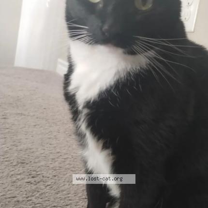 Photo 1/1 Yuki Chat perdu à Henderson