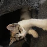 Photo de chat perdu à Lorient