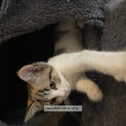 Photo 1/1 Chat retrouvé Perdu à Lorient