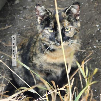 Photo 1/1 Chat trouvé Trouvé à Chauvin