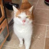 Photo de chat perdu à La Laigne