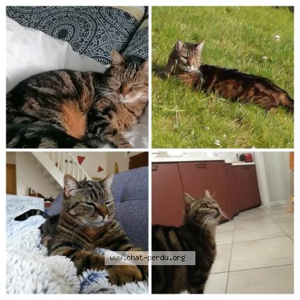 Photo 1/1 Plume Chat perdu à Lege