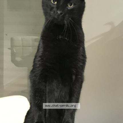 Photo 1/1 Rom&eacute;o Chat perdu à Le poire sur vie