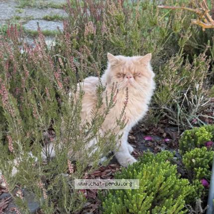 Photo 1/1 Chat retrouvé Perdu à Bois Heroult