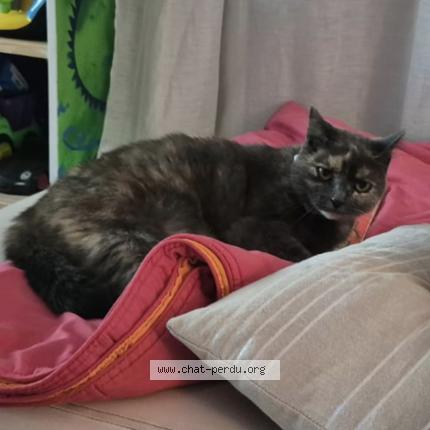 Photo 1/1 Beca Chat perdu à Andacette