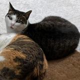 Photo de chat perdu à Ascain