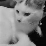 Photo de chat perdu à North York