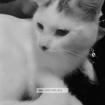 Photo 1/1 Gabriel Chat perdu à North york