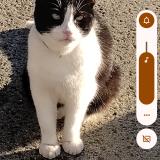 Photo de chat perdu à Louisville