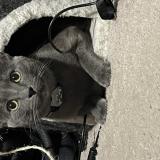 Photo de chat perdu à Weeki Wachee