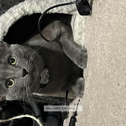 Photo 1/1 Mr Tiny Chat perdu à Weeki wachee