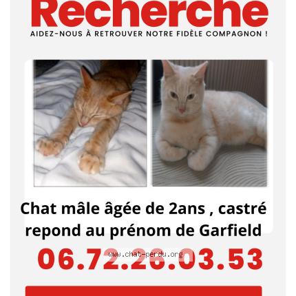 Photo 1/1 Adeline Bauden Chat perdu à Hazebrouck