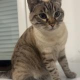 Photo de chat perdu à Fleury Sur Orne