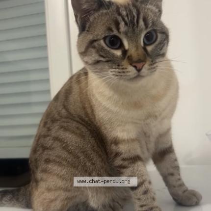 Photo 1/1 Romy Chat perdu à Fleury sur orne
