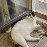 Photo de chat perdu à Noirmoutier En L Ill