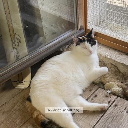 Photo 1/1 Callie Chat perdu à Noirmoutier en l ill