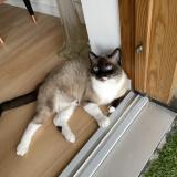 Photo de chat perdu à Lomme