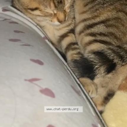 Photo 1/1 Meï Chat perdu à Montceau les mines