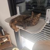 Photo de chat perdu à Roost Warendin