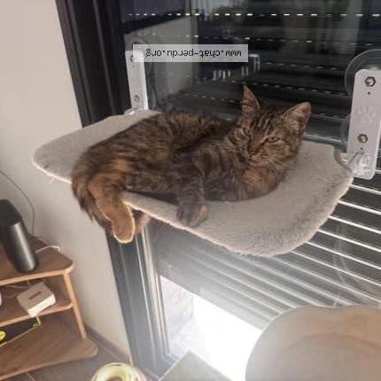 Photo 1/1 Josette Chat perdu à Roost warendin