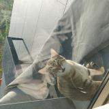 Photo de chat trouvé à Portes Les Valence