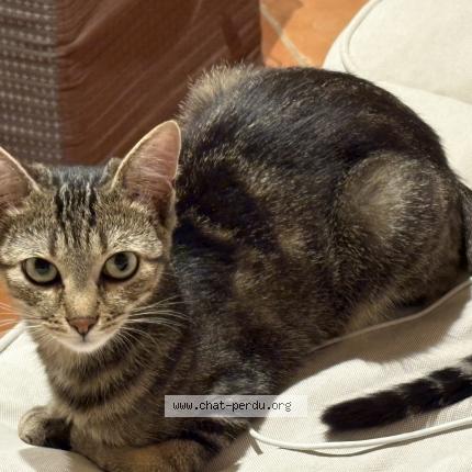 Photo 1/1 Chat retrouvé Perdu à Ploumilliau