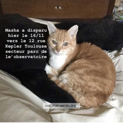 Photo 1/1 Chat retrouvé Perdu à Toulouse