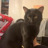 Photo de chat perdu à Venelle