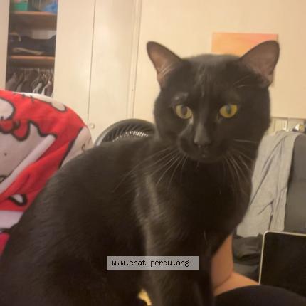 Photo 1/1 Elie Chat perdu à Venelle