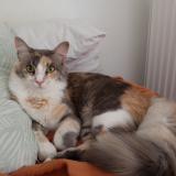 Photo de chat perdu à Saint Raphael