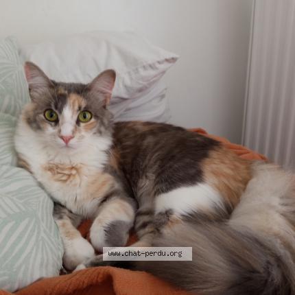 Photo 1/1 Chat retrouvé Perdu à Saint raphael